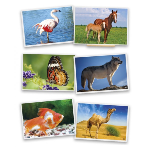 Fotovocabolario Animali